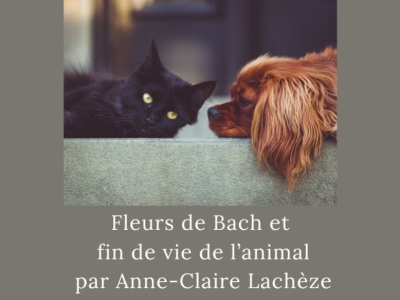 Fleurs de Bach et fin de vie de l’animal par Anne-Claire Lachèze
